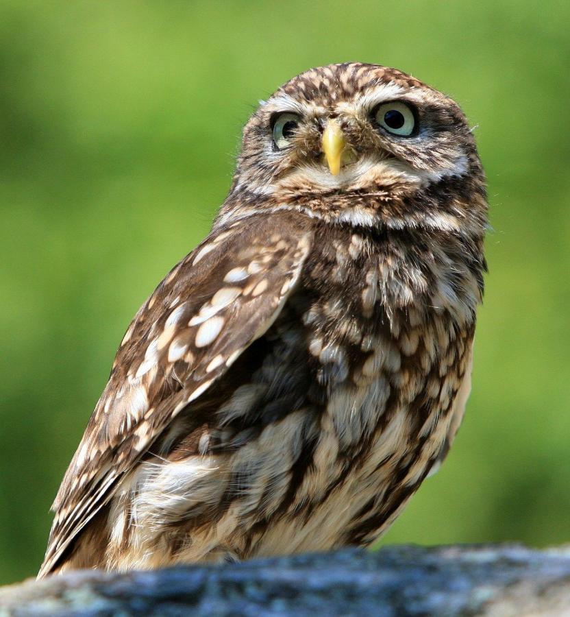 Little Owls Nest Holiday Home Wisbech Εξωτερικό φωτογραφία